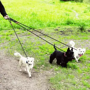 three dogs on leash in the CT Shoreline with SHP dog walker