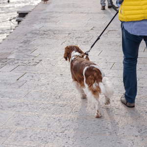 dog on leash with Shoreline Happy Paws dog walker