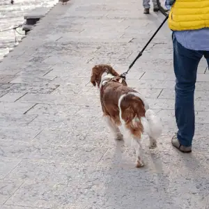 dog on leash with Shoreline Happy Paws dog walker
