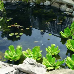 CT Shoreline yard with pond
