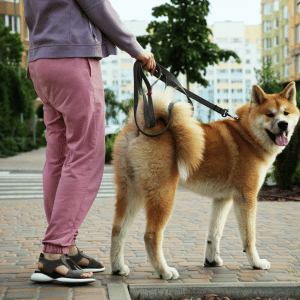 dog on leash with Shoreline Happy Paws dog walker