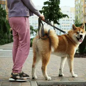dog on leash with Shoreline Happy Paws dog walker