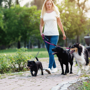 7 Questions To Ask When Choosing a Dog Walker