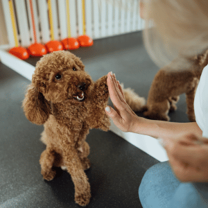 dog training in CT Shoreline