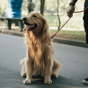 dog on leash with Shoreline Happy Paws dog walker