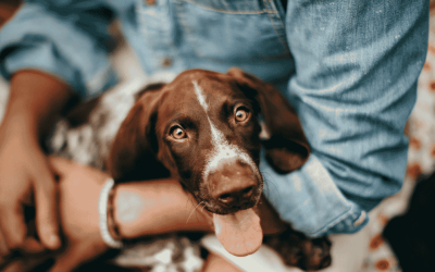 5 Ways to Support Anxious Dogs in the CT Shoreline