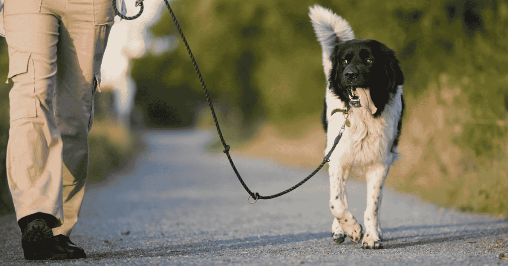Preventing Tick Bites in the CT Shoreline: Dogs & Human Tips