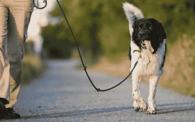 Preventing Tick Bites on the CT Shoreline