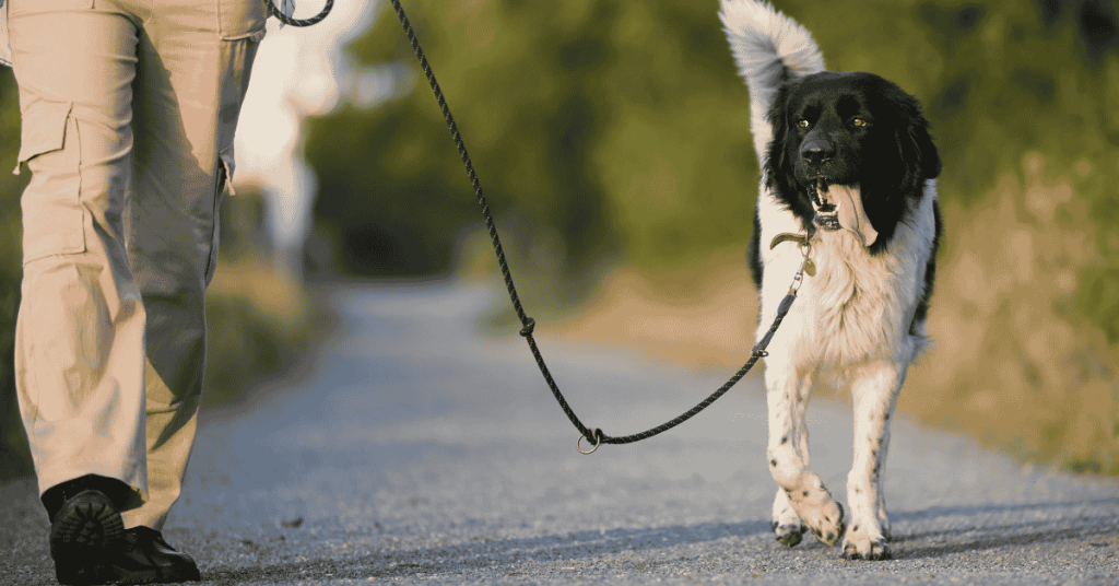 dog on leash with Shoreline Happy Paws dog walker