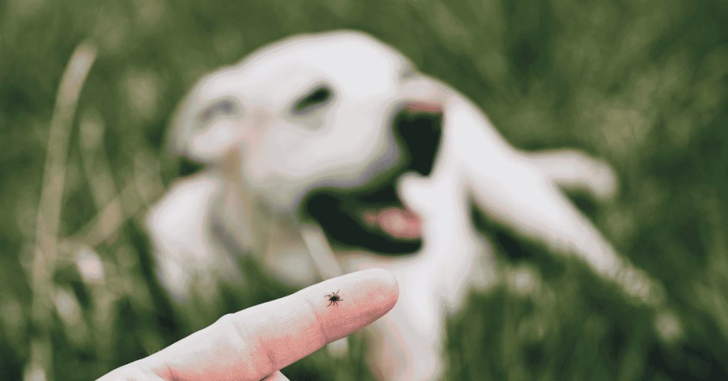 Preventing Tick Bites in the CT Shoreline: Dogs & Human Tips