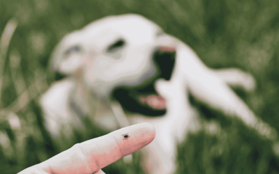 Preventing Tick Bites in the CT Shoreline