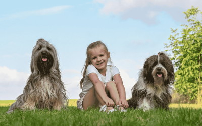 Flea, Tick, and Mosquito Prevention for CT Shoreline Pet Parents