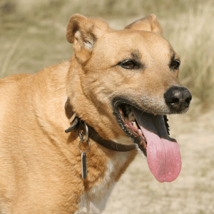 Can CT Shoreline Dogs Get Heatstroke on a Walk?