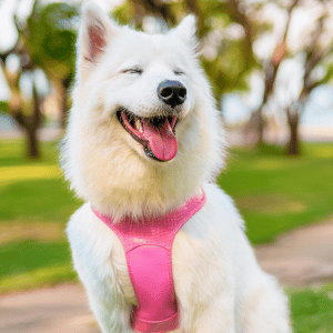 dog in harness in Old Saybrook, CT