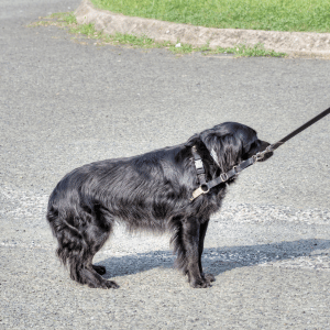 dog on leash in southeastern CT