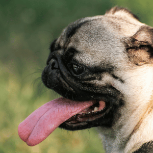 dogs at high risk for heat stroke in the CT Shoreline
