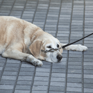 dog on pavement during hot dog walk in the CT Shoreline - When Is It Too Hot to Walk Your Dog on the CT Shoreline?