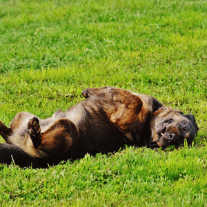 dog rolling on grass in the Old Saybrook, CT area