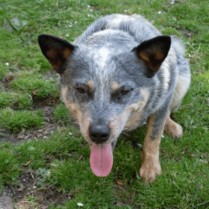 dog panting in Old Saybrook, CT dog walk