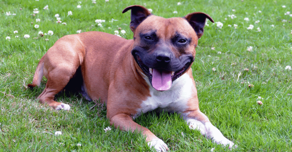 When Is It Too Hot to Walk Your Dog on the CT Shoreline?