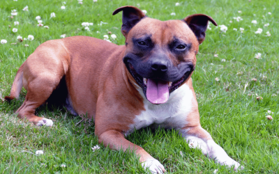 When Is It Too Hot to Walk Your Dog on the CT Shoreline?