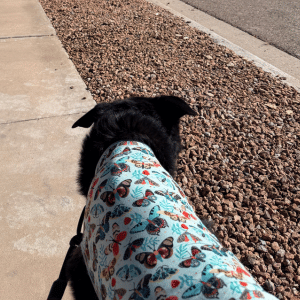 goldpaw sun tee on a black dog