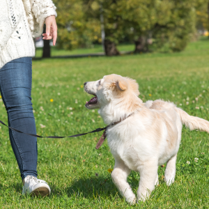 dog walking Shoreline Happy Paws dog walker