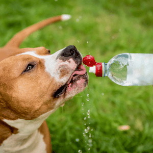 dog drinking water form a water bottle in CT Shoreline