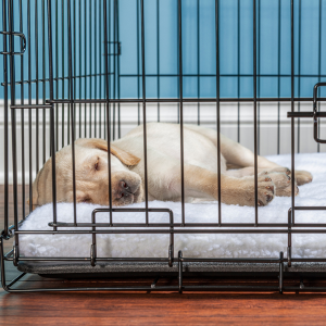 dog in crate Shoreline Happy Paws dog walker