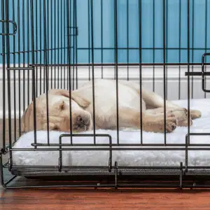 dog in crate Shoreline Happy Paws dog walker