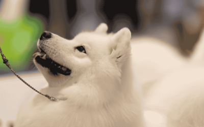 Can CT Shoreline Dogs Get Heatstroke on a Walk?
