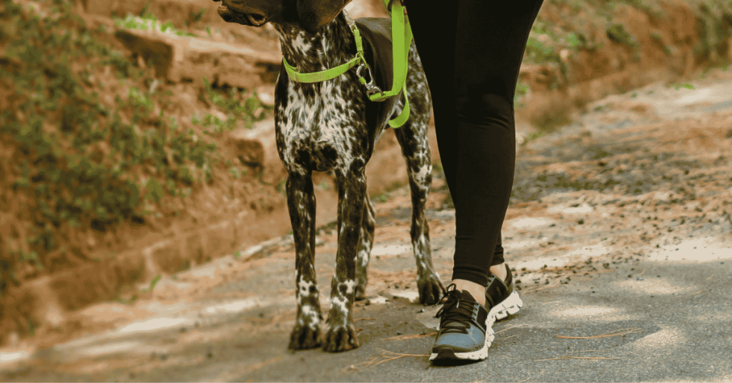 What to Expect from Your First Dog Walk with Shoreline Happy Paws 1 What to Expect from Your First Dog Walk with Shoreline Happy Paws