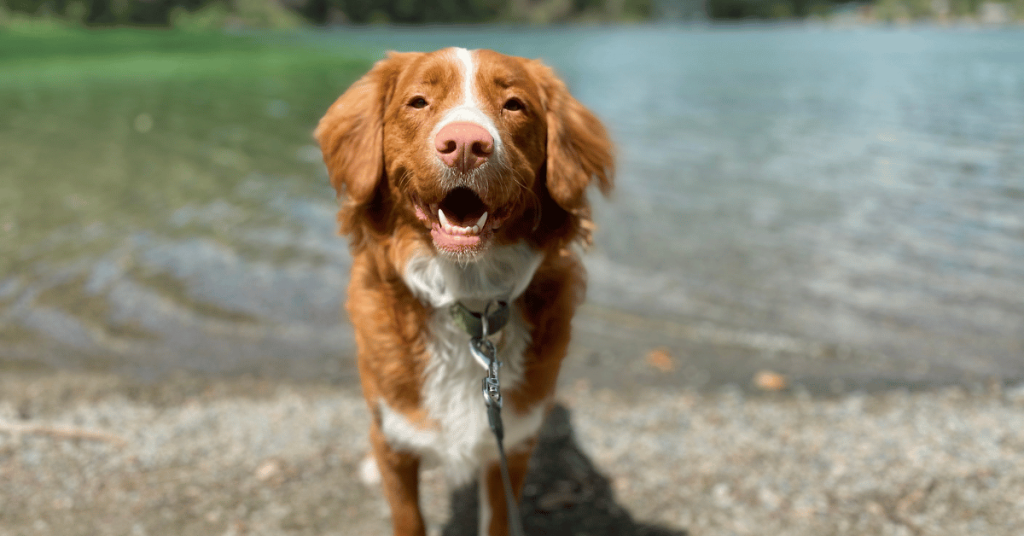 5 Summer Essentials for Connecticut Shoreline Dogs