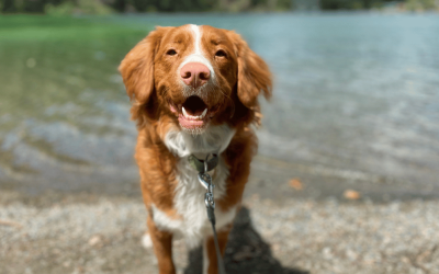 5 Summer Essentials for Connecticut Shoreline Dogs