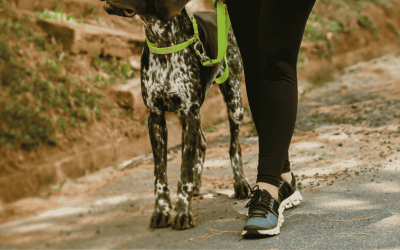 What to Expect from Your First Dog Walk with Shoreline Happy Paws
