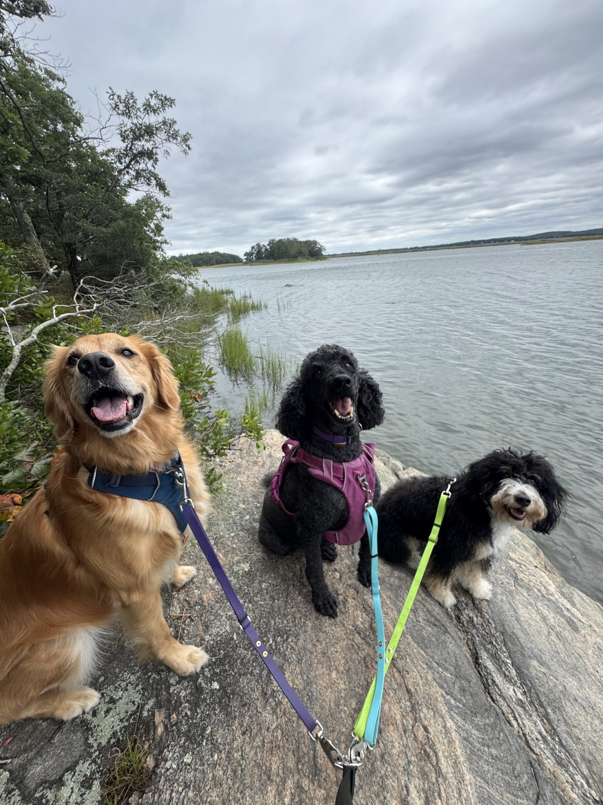 Dog Walking in Old Lyme - Your Postcard Offers 5 Bentley, Autumn, and Luna jumping on a rock at Watch Rock Preserve