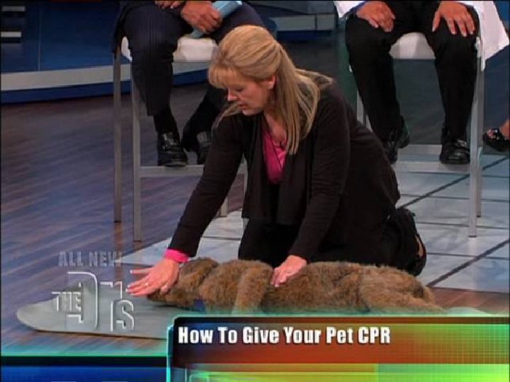Denise Fleck, The Pet Safety Crusader, demonstrating pet CPR on CBS-TV's The Doctors