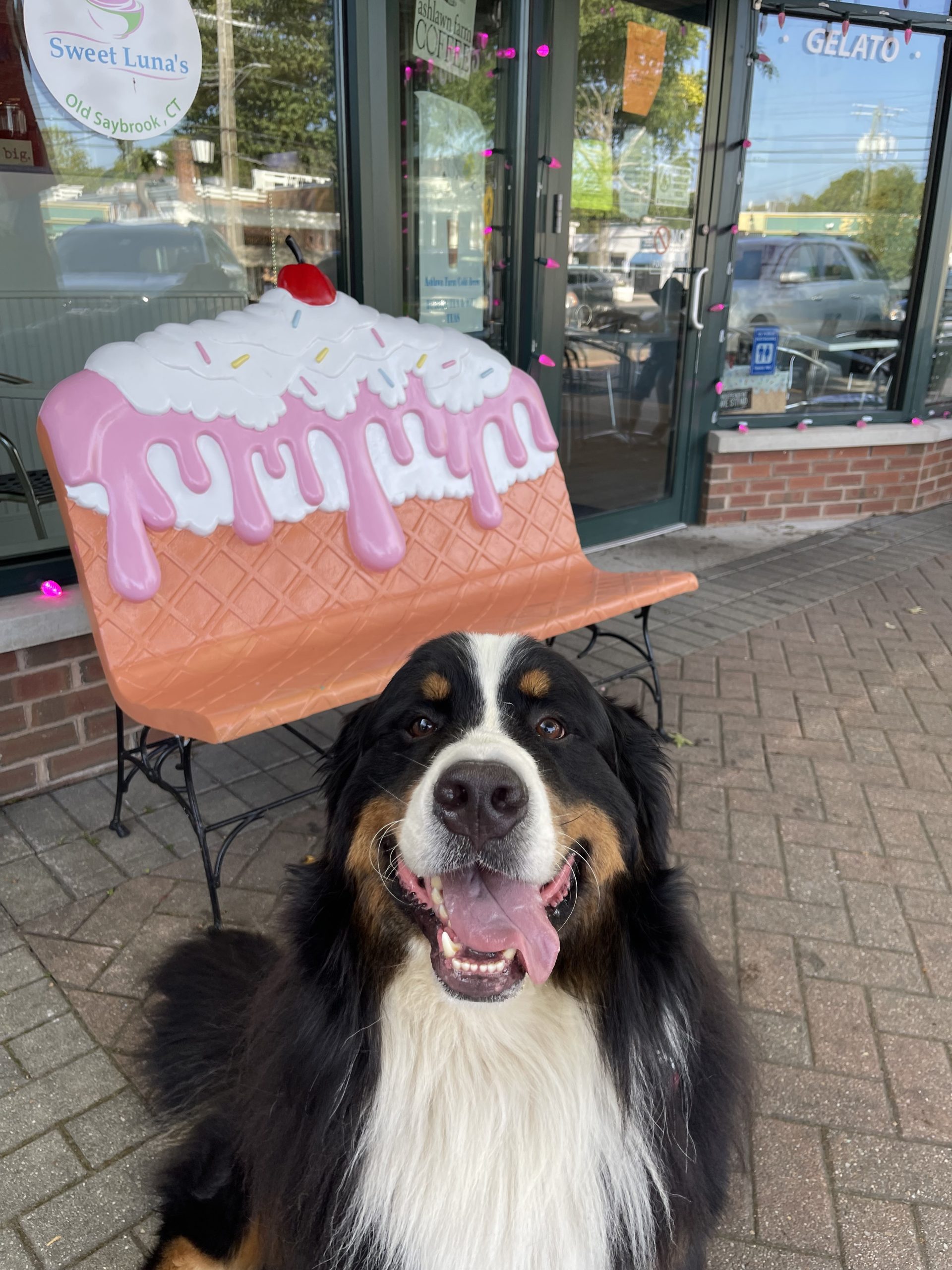 Bernese Mountain Dog at Sweet Luna's ice cream shop in Old Saybrook - dog walking pup cup stop