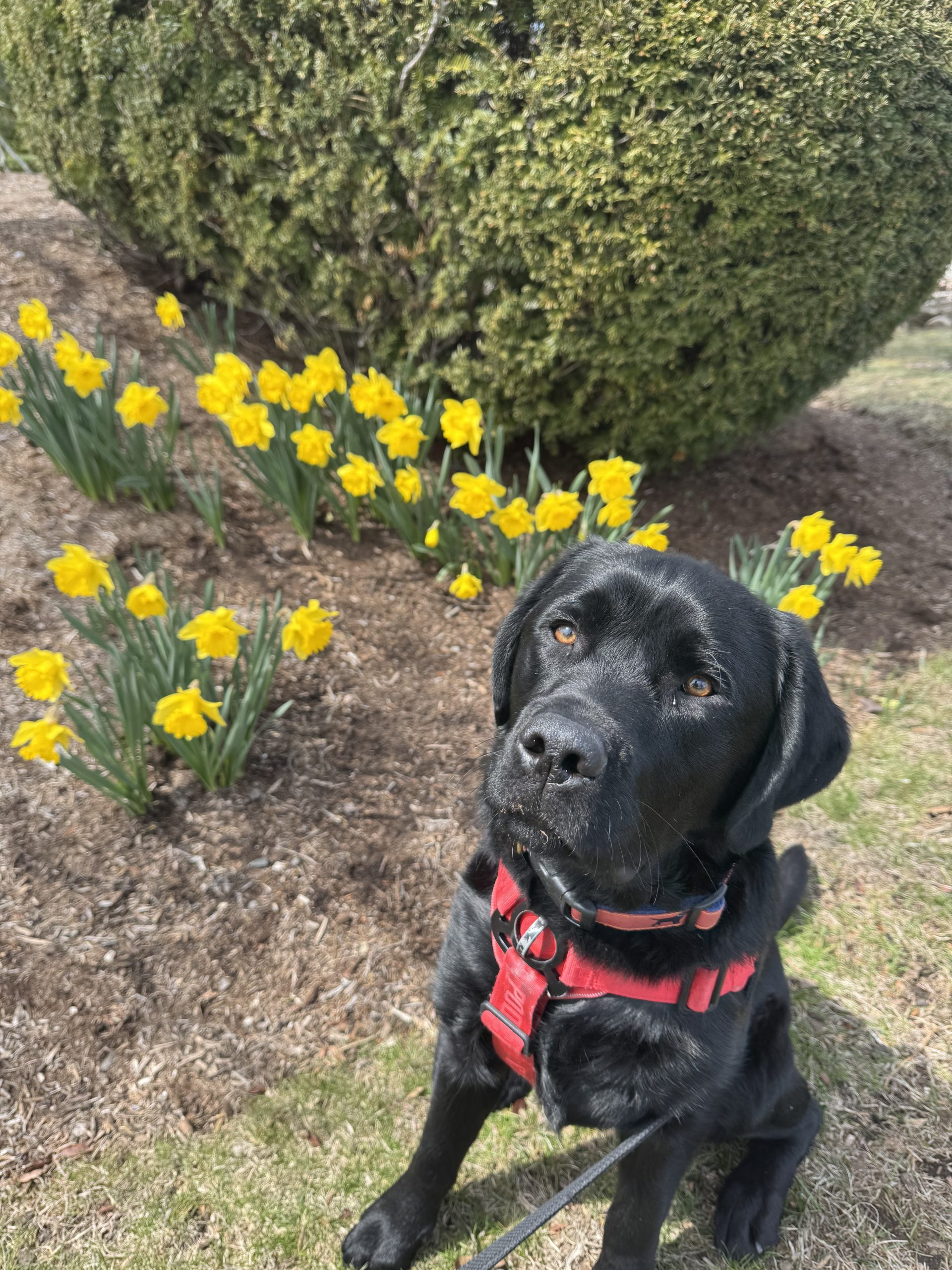 Black Lab with red harness next to spring daffodils - dog walking Old Saybrook