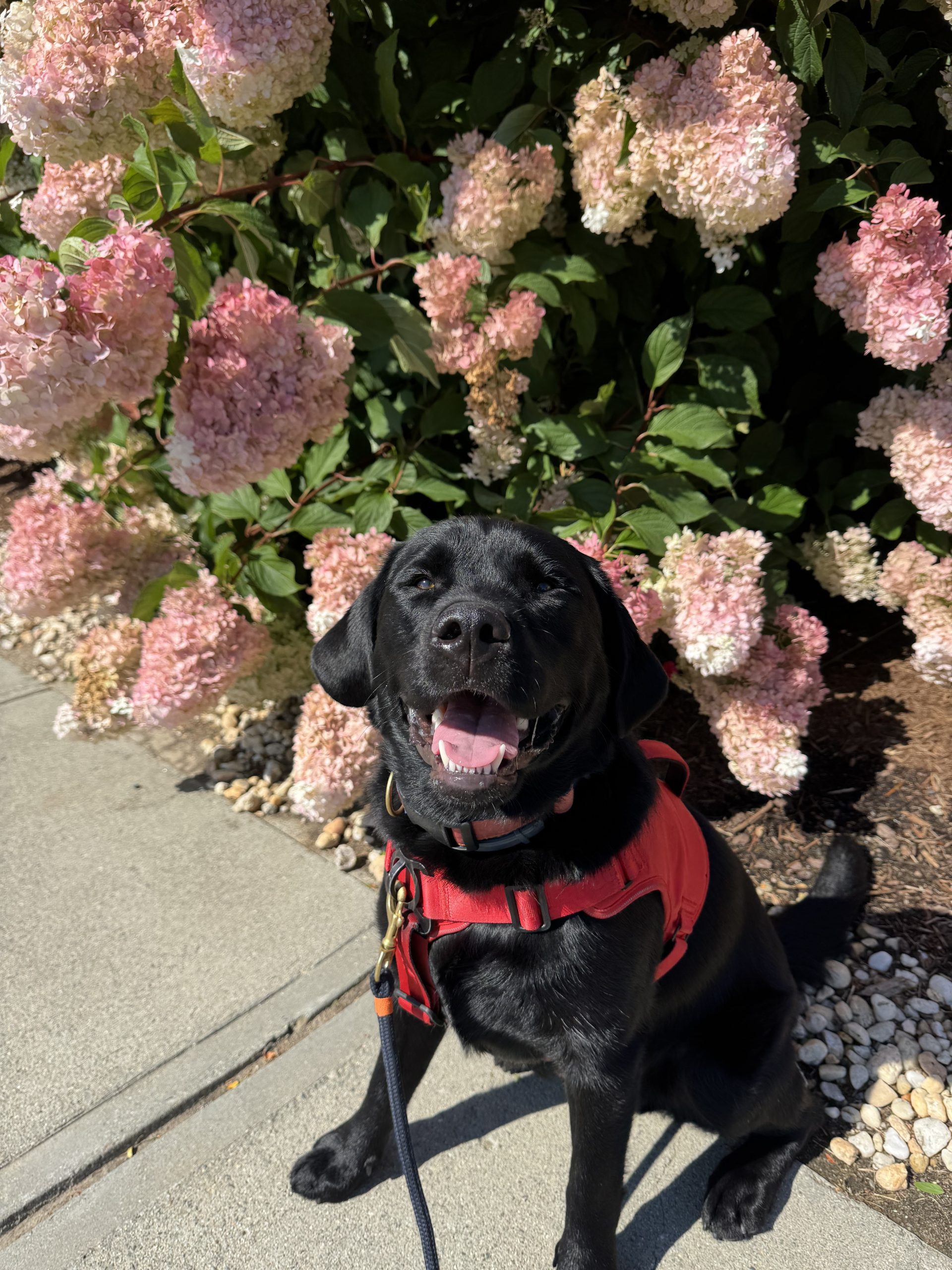 Black Lab beside pink hydrangeas in summer - dog walking Old Saybrook
