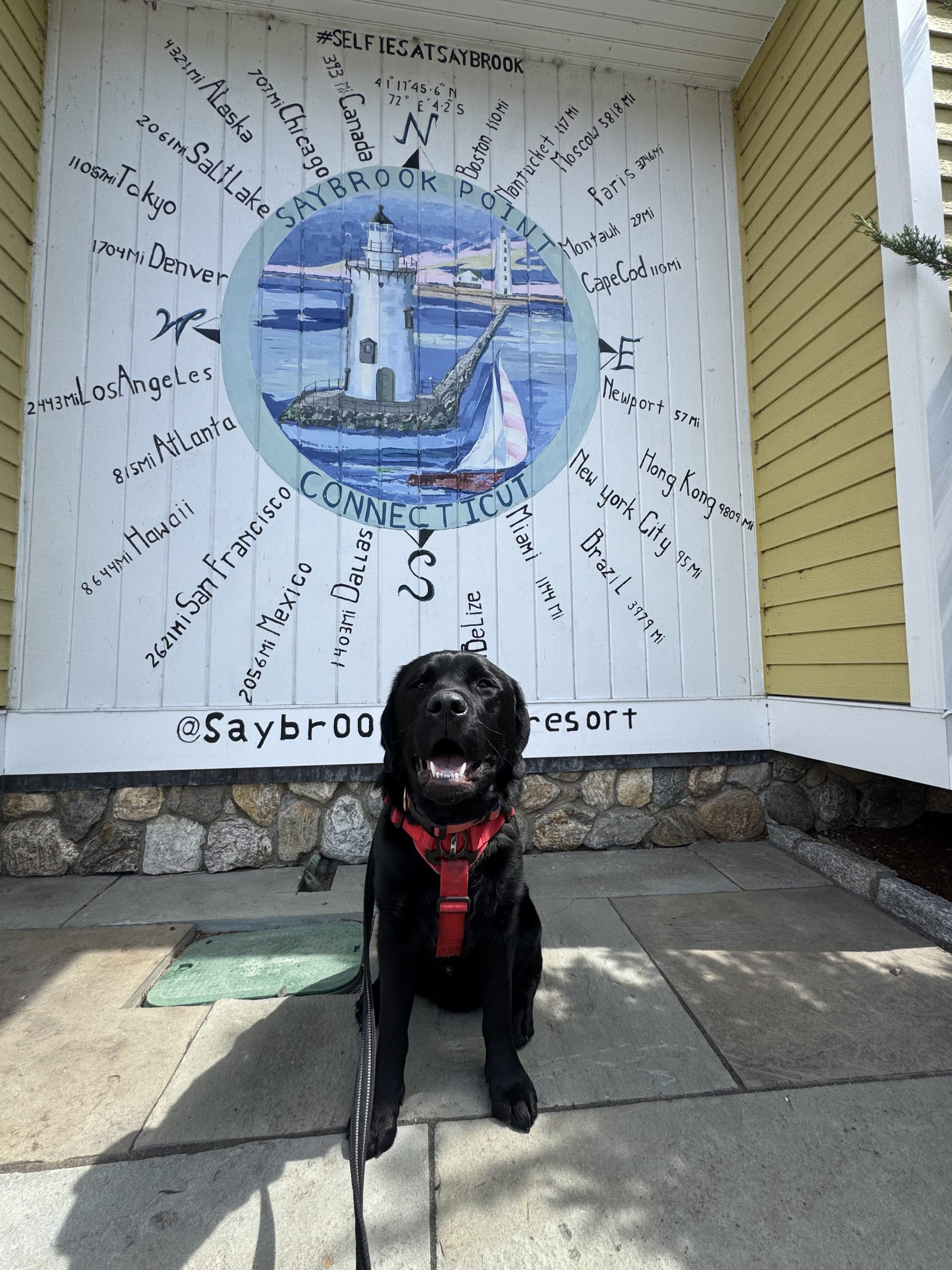 Black Lab at the Saybrook Point mural - dog walking Old Saybrook