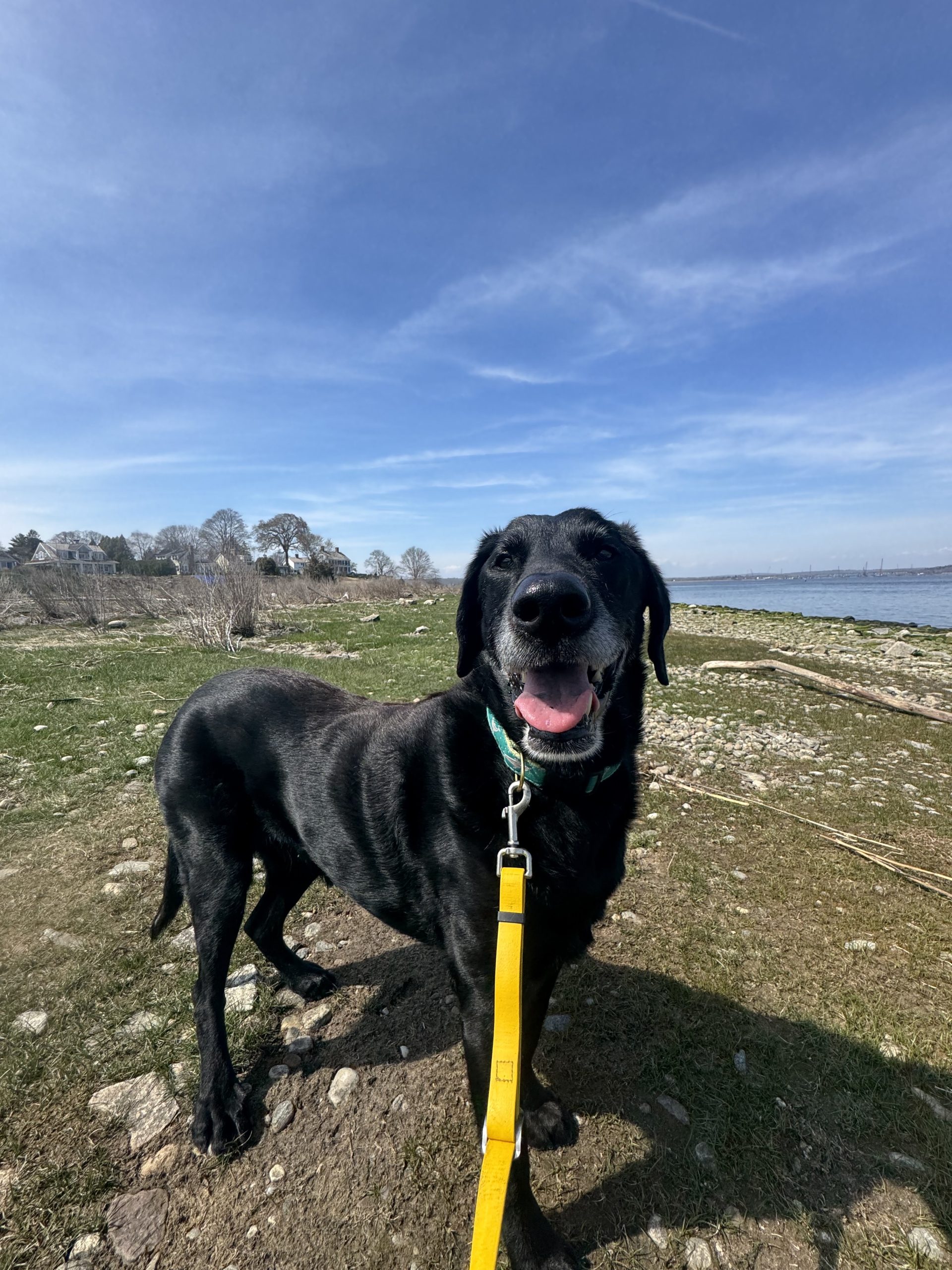 Happy black Labrador overlooking the water at Saybrook Point during a dog walking session in Old Saybrook