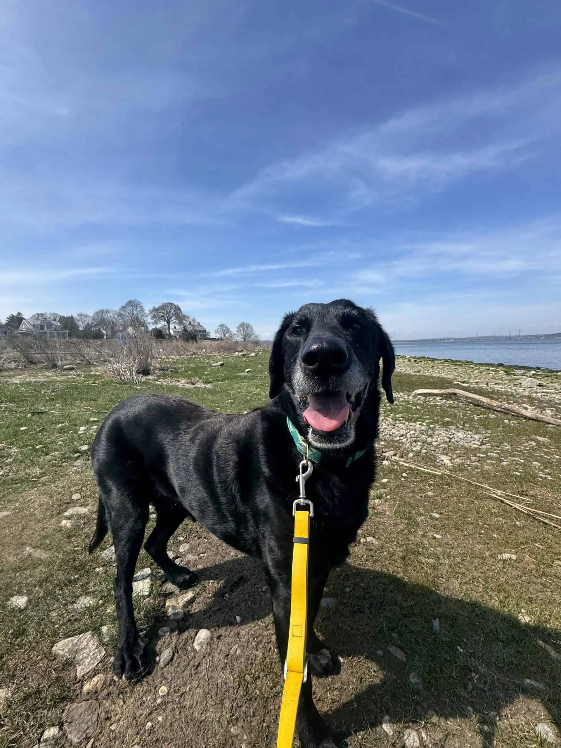 Happy black Labrador overlooking the water at Saybrook Point during a dog walking session in Old Saybrook