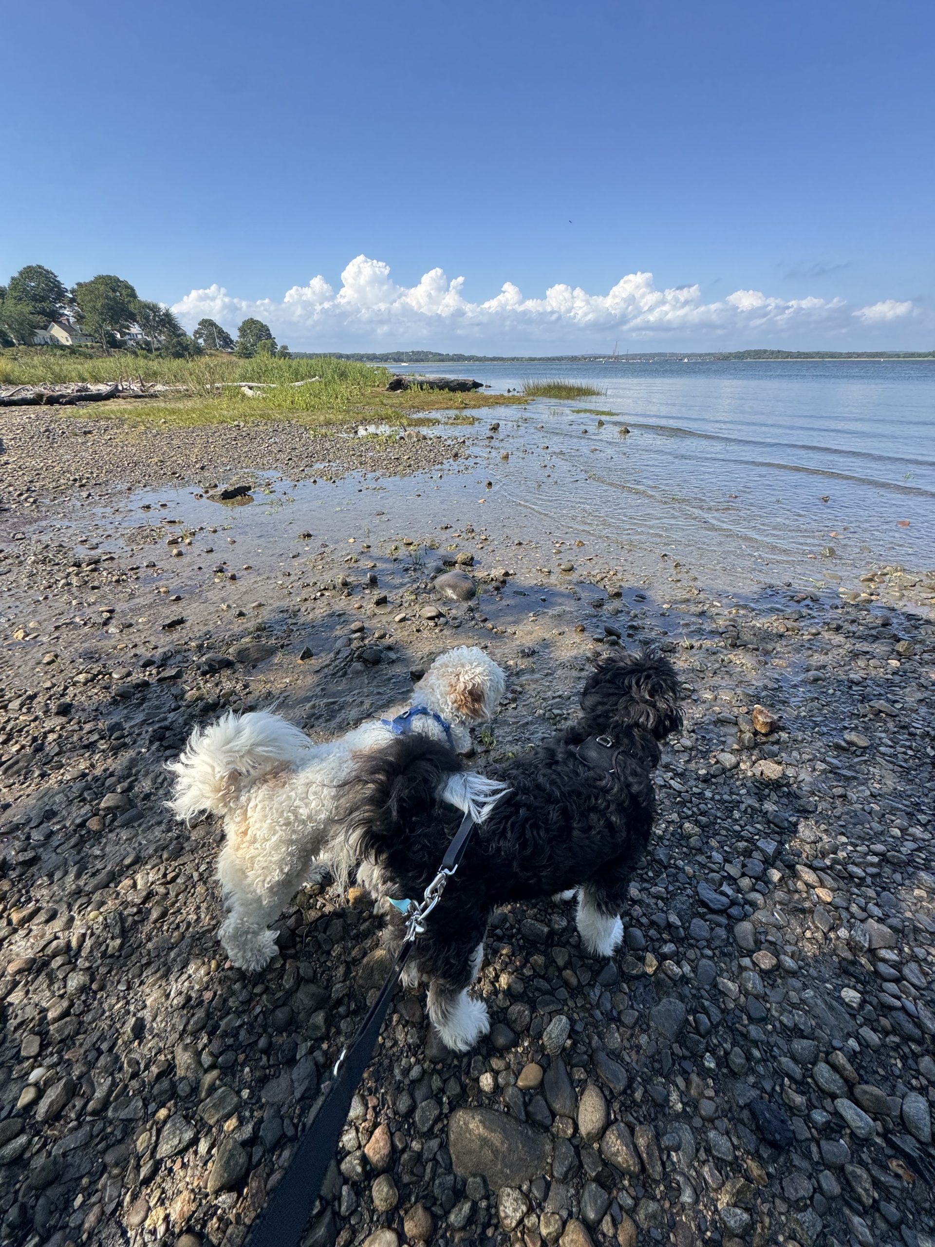 Cavapoo on Harvey's Beach during a dog walking adventure in Old Saybrook CT