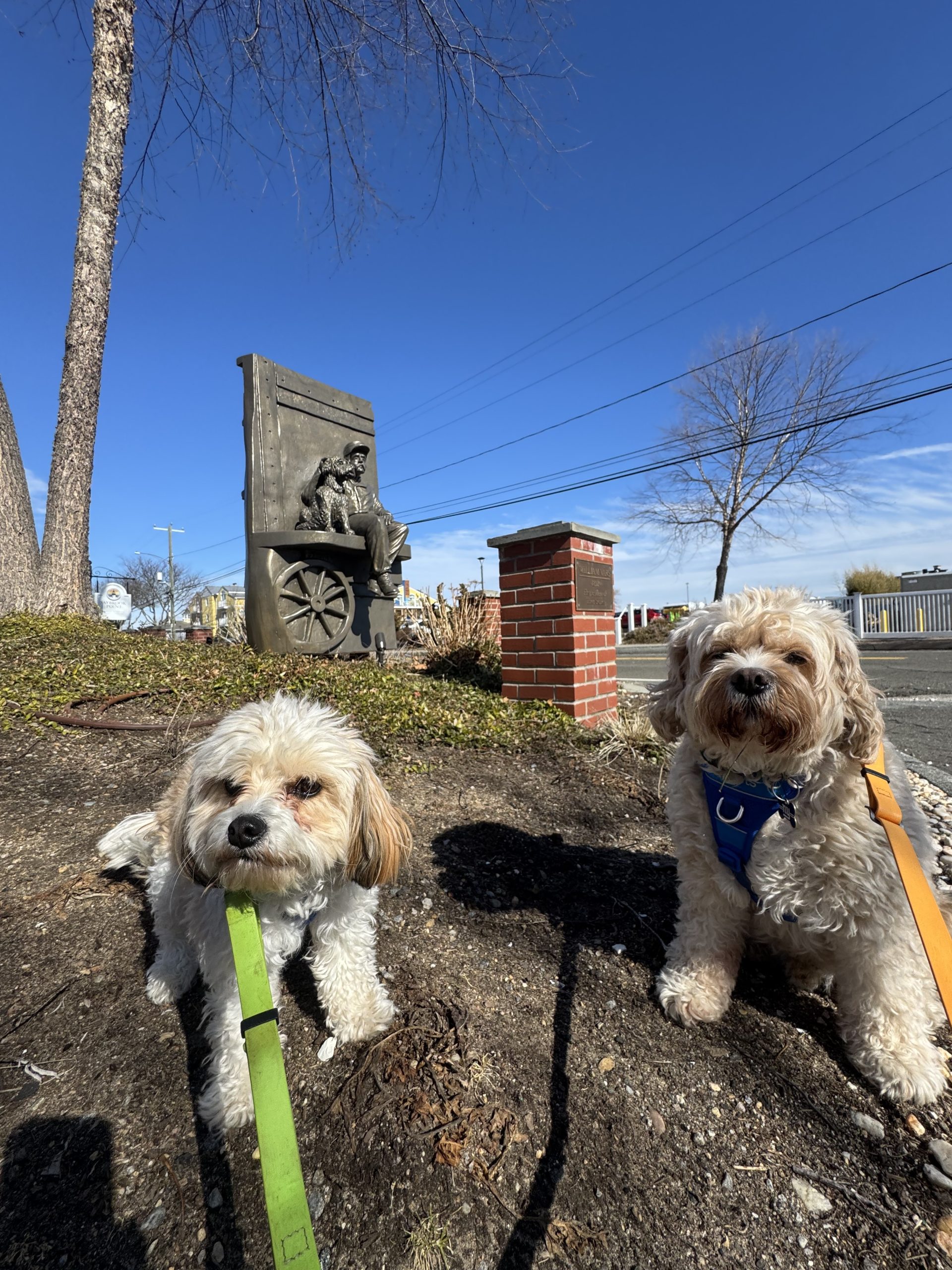 Two Cavapoo puppies on a Shoreline Happy Paws dog walking outing at Saybrook Point Resort in Old Saybrook