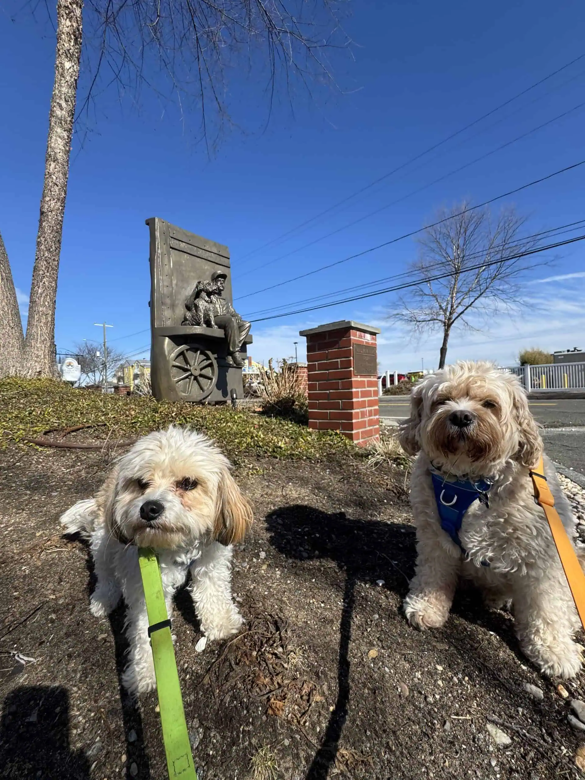 Two Cavapoo puppies on a Shoreline Happy Paws dog walking outing at Saybrook Point Resort in Old Saybrook