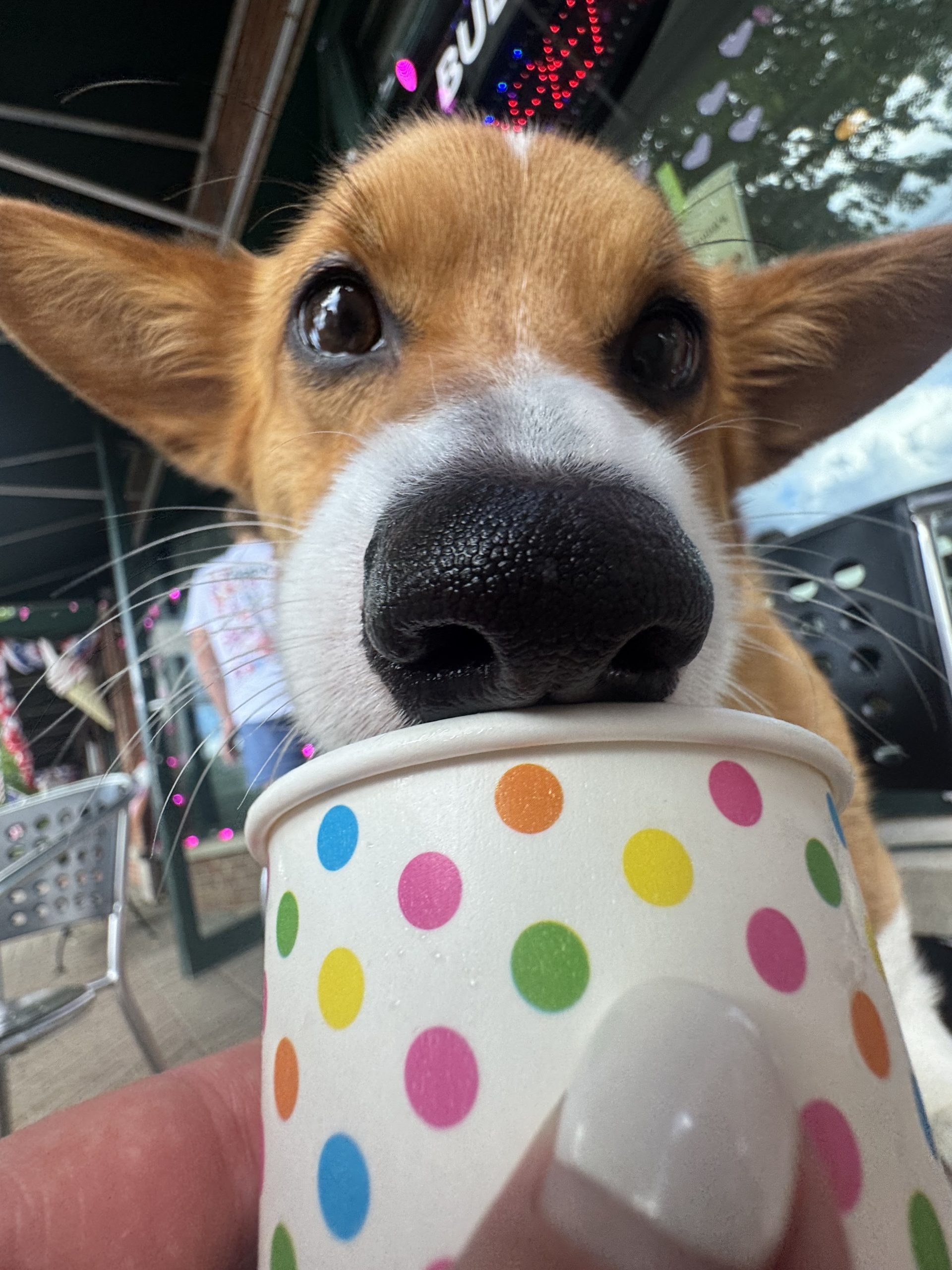 Corgi enjoying a polka-dot pup cup at Sweet Luna's in Old Saybrook