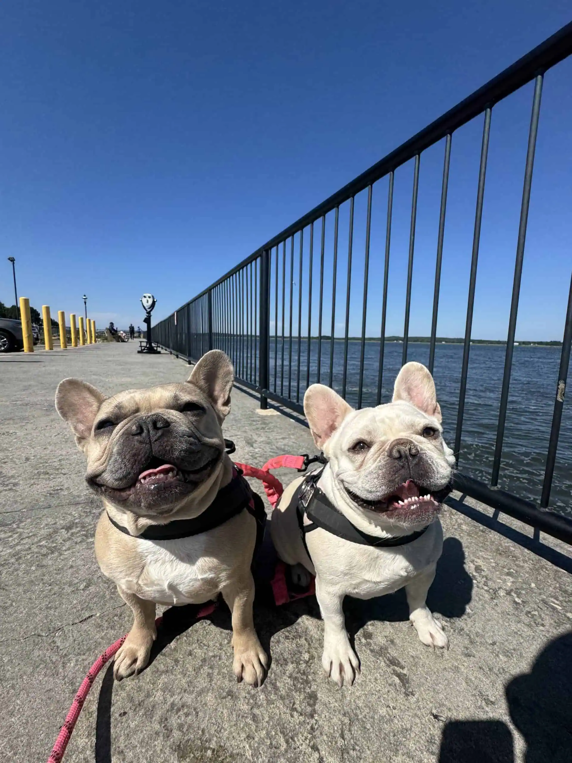 Two French Bulldogs sitting at Saybrook Point during a dog walking pack walk in Old Saybrook