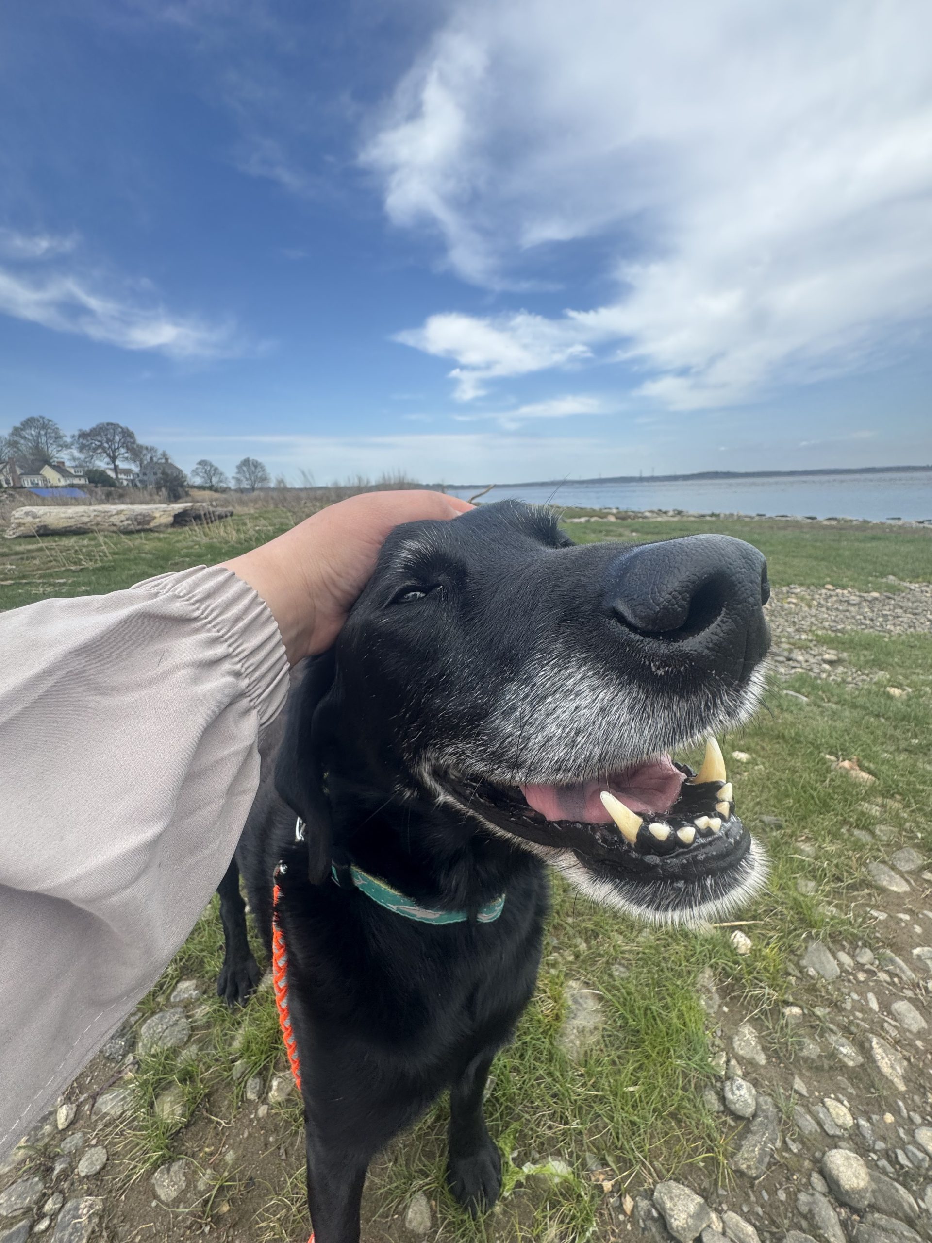 Happy Husky mix on a Shoreline Happy Paws dog walking outing in Old Saybrook