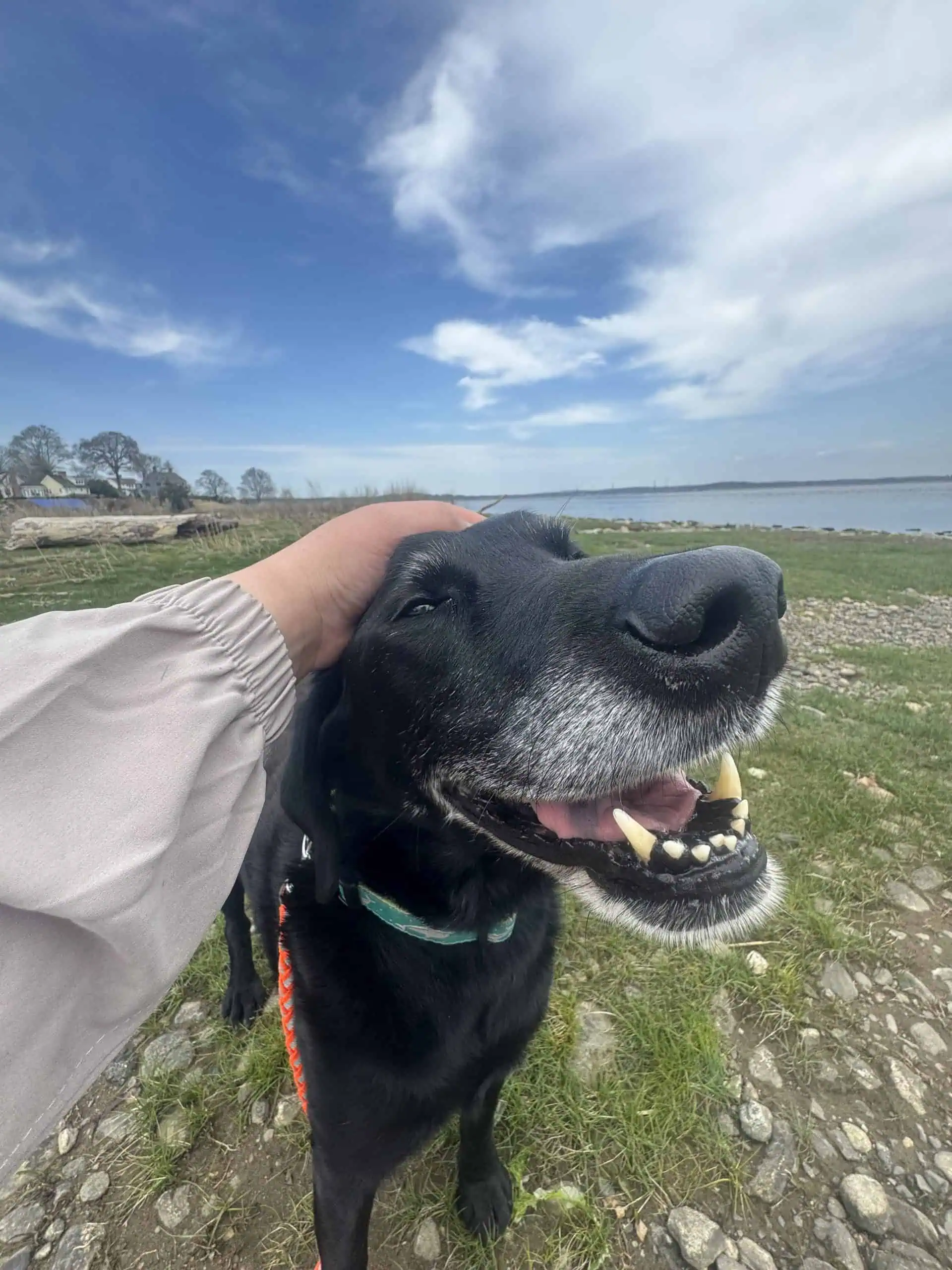 Happy Husky mix on a Shoreline Happy Paws dog walking outing in Old Saybrook